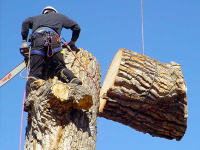 Tree Cutting - Image