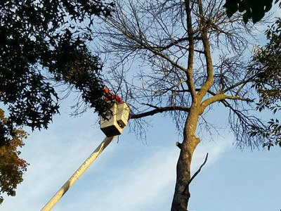 Tree Pruning- Image