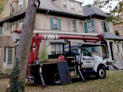 Tree Removal - Image
