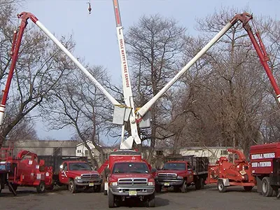 Tree Company in North Jersey - image