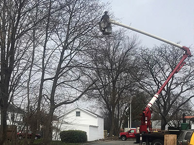 Tree Services - Image