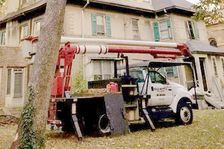 Tree Removal Service NJ