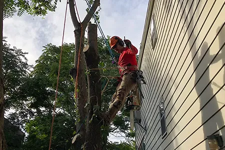 Tree Thinning Service NJ