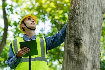 Tree Inspections Service NJ