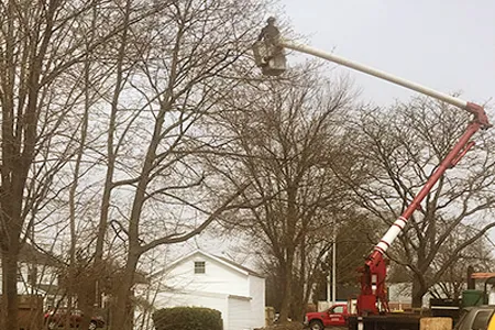 Tree Trimming Service NJ