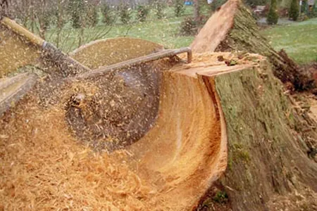 Stump Grinding Service NJ